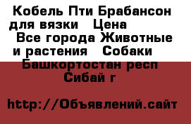 Кобель Пти Брабансон для вязки › Цена ­ 30 000 - Все города Животные и растения » Собаки   . Башкортостан респ.,Сибай г.